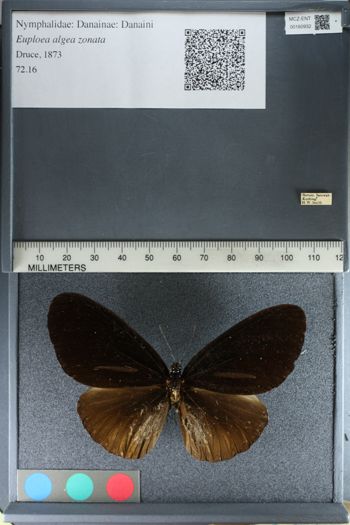 Media type: image;   Entomology 160932